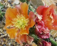 Opuntia phaeacantha cv. Orangeade (dw)