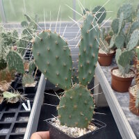 Opuntia phaeacantha cv. Orangeade (dw)