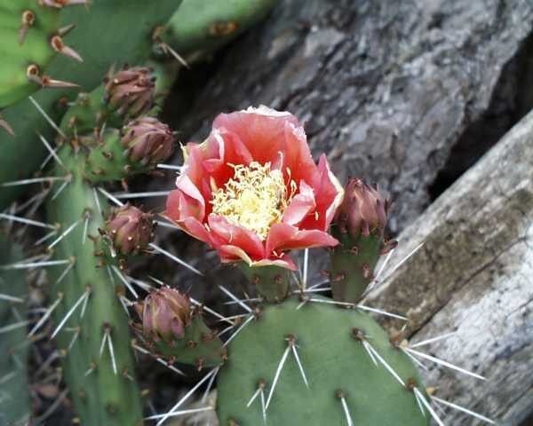 Opuntia phaeacantha cv. Kirschrot (dw)