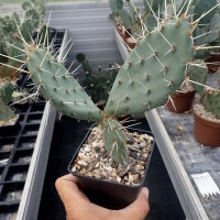 Opuntia phaeacantha cv. Kirschrot (dw)