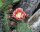 Opuntia phaeacantha cv. Kirschrot (dw)