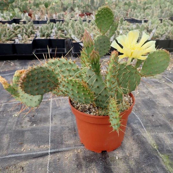 Opuntia phaeacantha v. albispina (dw)