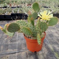 Opuntia phaeacantha v. albispina (dw)