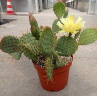 Opuntia phaeacantha v. albispina (dw)