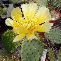 Opuntia phaeacantha v. albispina (dw)