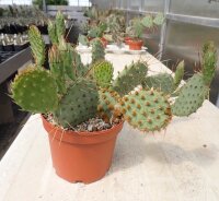Opuntia phaeacantha v. albispina (dw)