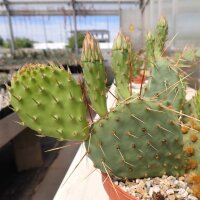 Opuntia phaeacantha v. albispina (dw)