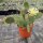 Opuntia phaeacantha v. albispina (dw)
