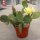 Opuntia phaeacantha v. albispina (dw)