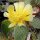 Opuntia phaeacantha v. albispina (dw)