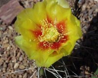 Opuntia phaeacantha v. albispina (dw)