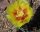 Opuntia phaeacantha v. albispina (dw)
