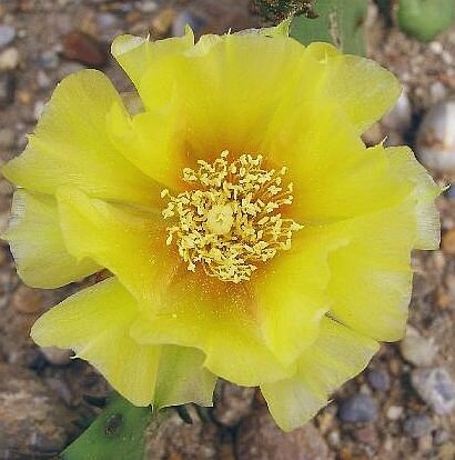 Opuntia phaeacantha v. camanchica Blüte gelb / yellow (dw)