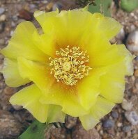 Opuntia phaeacantha v. camanchica Blüte gelb / yellow (dw)