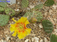 Opuntia phaeacantha v. camanchica Blüte gelb / yellow (dw)