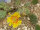 Opuntia phaeacantha v. camanchica Blüte gelb / yellow (dw)