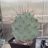 Opuntia phaeacantha v. camanchica  (dw)