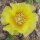 Opuntia phaeacantha v. camanchica  (dw)