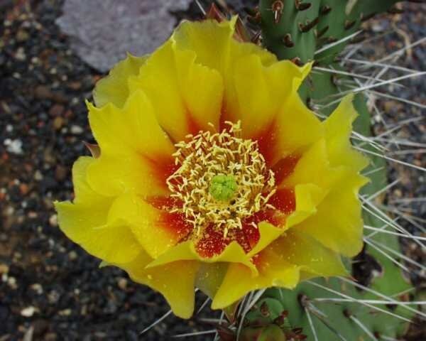 Opuntia phaeacantha v. longispina (dw)