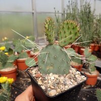 Opuntia phaeacantha v. longispina (dw)