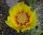 Opuntia phaeacantha v. longispina (dw)