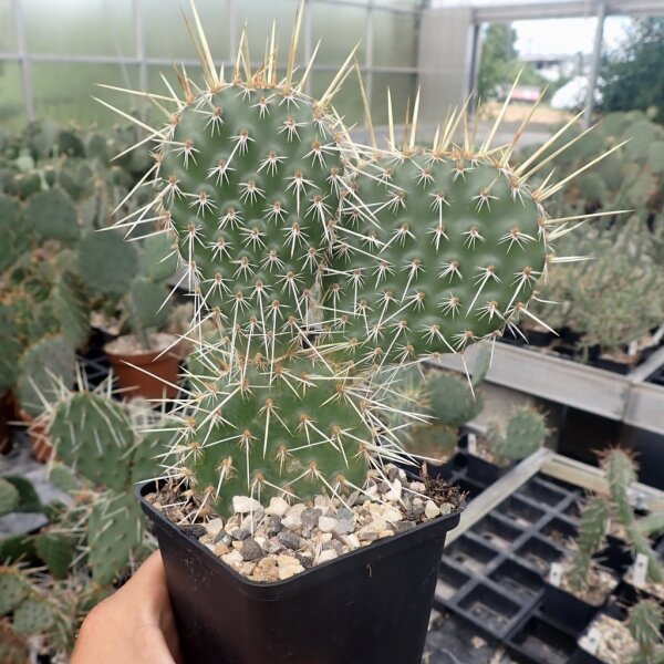 Opuntia polyacantha Belle Fourche, S-Dakota (dw)