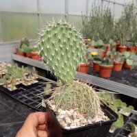 Opuntia polyacantha Belle Fourche, S-Dakota (dw)