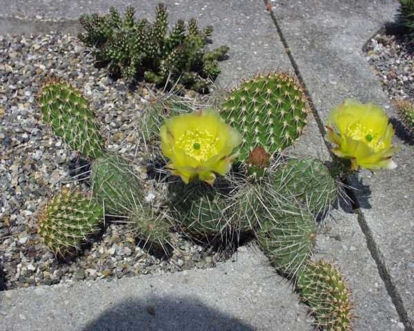 Opuntia polyacantha Powell, Wyoming, Blüte gelb, hart bis -20°C (dw)