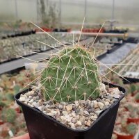 Opuntia polyacantha Powell, Wyoming, Blüte gelb,...