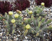 Opuntia polyacantha Powell, Wyoming, Blüte gelb, hart bis -20°C (dw)