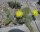 Opuntia polyacantha Powell, Wyoming, Blüte gelb, hart bis -20°C (dw)