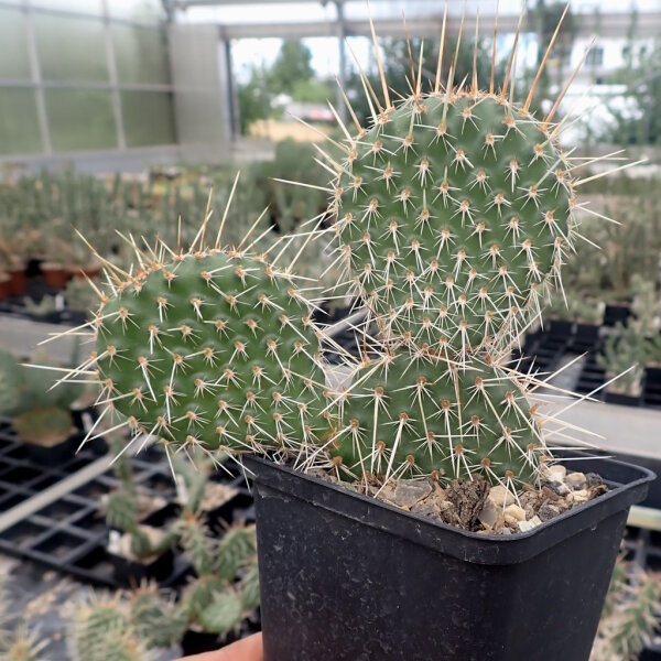 Opuntia polyacantha Cheyenne, Wyoming, 1835 m (dw)