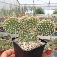 Opuntia polyacantha Cheyenne, Wyoming, 1835 m (dw)
