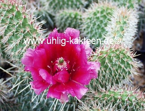 Opuntia polyacantha cv. Linz (dw)