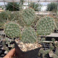 Opuntia polyacantha cv. Linz (dw)