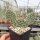 Opuntia polyacantha cv. Linz (dw)