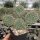 Opuntia polyacantha cv. Linz (dw)