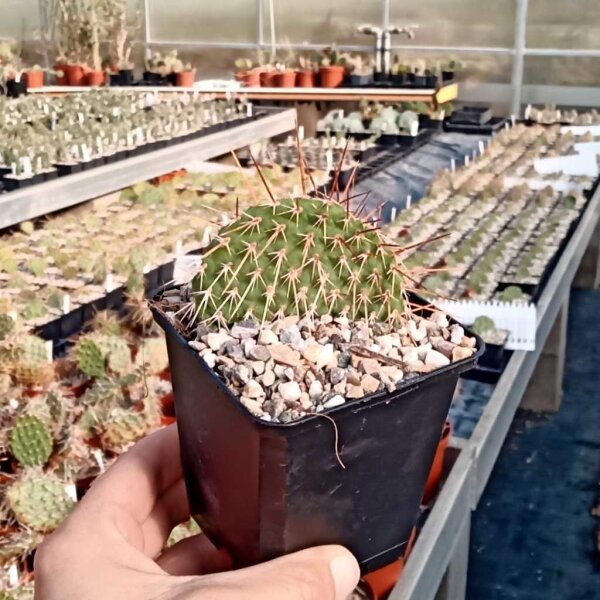 Opuntia polyacantha Redcliff (dw)