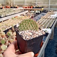 Opuntia polyacantha Redcliff (dw)