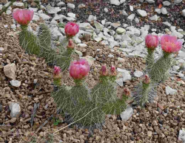 Opuntia polyacantha cv. rufispina  Bicknell, Utha (dw)