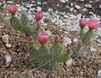 Opuntia polyacantha cv. rufispina  Bicknell, Utha (dw)