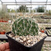 Opuntia polyacantha Reedpoint, Montana (dw)