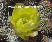 Opuntia polyacantha Reedpoint, Montana (dw)