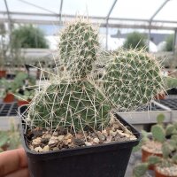 Opuntia polyacantha Reedpoint, Montana (dw)