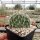 Opuntia polyacantha Reedpoint, Montana (dw)