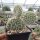 Opuntia polyacantha Reedpoint, Montana (dw)