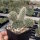 Opuntia polyacantha Reedpoint, Montana (dw)