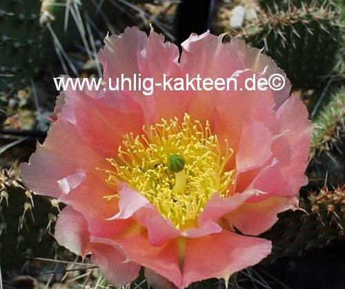 Opuntia polyacantha v. juniperina cv. Oettingen (dw)