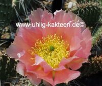 Opuntia polyacantha v. juniperina cv. Oettingen (dw)