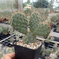 Opuntia polyacantha v. juniperina cv. Oettingen (dw)
